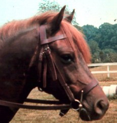 Jehan - The first stallion in the United States